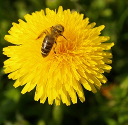 Bienenpest