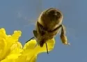 Bienenschden