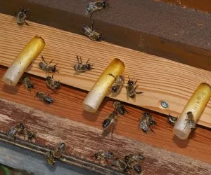 Bienenseuchen eindmmen