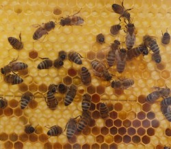 Bienensterben durch Varroamilbe