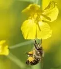 Bienensterben in Nordamerika 