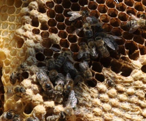 Bienenvlker Verlsute