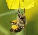 Bienenvlkerverluste
