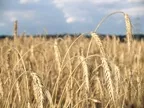 Bio-Getreide 