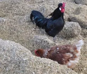 Bio-Hühnerhaltung