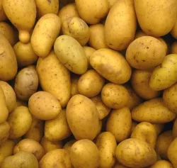 Bio-Kartoffelabsatz