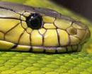 Biodiversitt mit Biss: Weltgesundheitsorganisation stellt Giftschlangen online