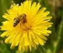 Biologe:Groes Bienensterben blieb im Winter in Bayern aus