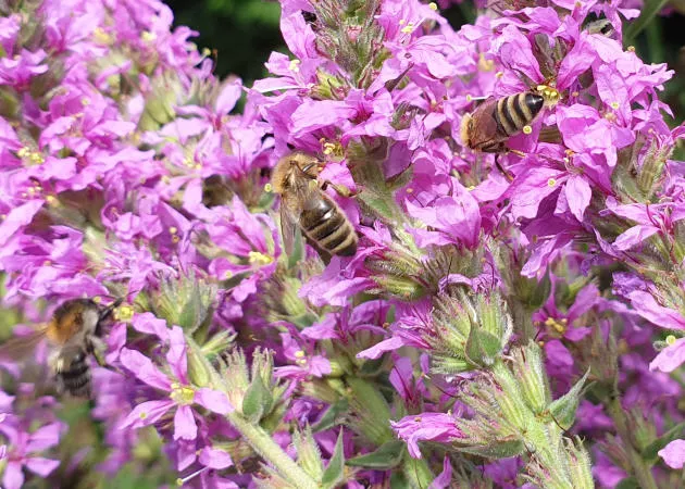 Blhstreifen fr Bienen