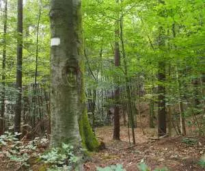 Bodenfeuchtigkeit im Wald