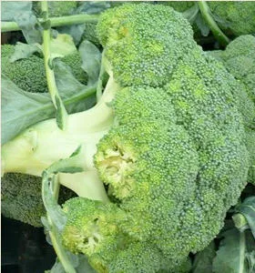 Broccoli-Ernte