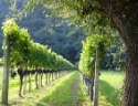 Bulgarien: Programm zur Entwicklung des Weinsektors gestartet