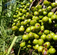 Bundesregierung: Palml aus Plantagen ist keine nachhaltig produzierte Biomasse
