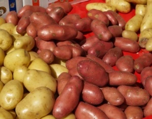 Bunte Kartoffeln