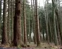 CDU-Fraktion setzt sich fr Ausweitung der Privatwaldfrderung ein 