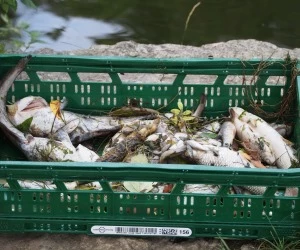 Chemieunfall Fischsterben Jagst