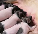Club Europischer Schweineproduzenten (EPP) feierte 20-jhriges Bestehen