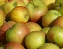 Deutlich schlechtere Apfelernte als 2009 