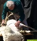 Deutscher Schafschurmeister 