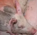 Deutscher Schweinemarkt 