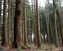 Deutscher Wald bleibt krank - Zustand der Eichen immer schlechter 