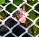 Deutschland gilt als Vogelgrippe-frei - kaum noch Rinderwahn BSE