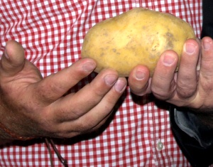 Dicke Kartoffel