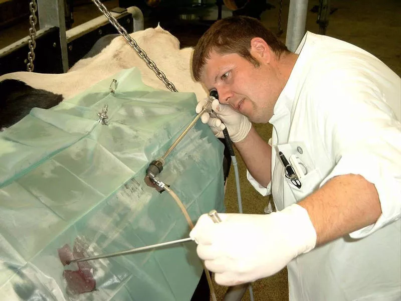 Die Labmagenverlagerung ist eine weitverbreitete Erkrankung, die vorwiegend bei Milchkhen auftritt, hier: endoskopische Labmagenfixation