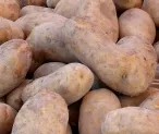 Dngemittel fr  Kartoffeln