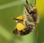 EFSA verffentlicht neue Studie zum Bienensterben in Europa