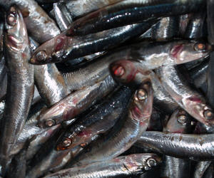 EU-Fischereipolitik