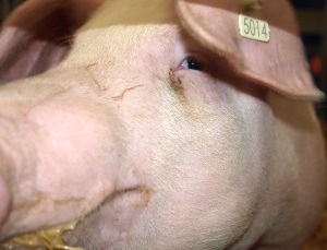 EU-Schweinebestand