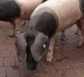 EU-Schweineproduktion