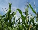 EU: Zwei GV-Maissorten sind eine Runde weiter