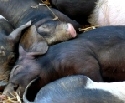 EU fhrte 2007 weniger Schweinefleisch aus