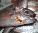 EU will vorlufige Fisch-Fangquoten festlegen