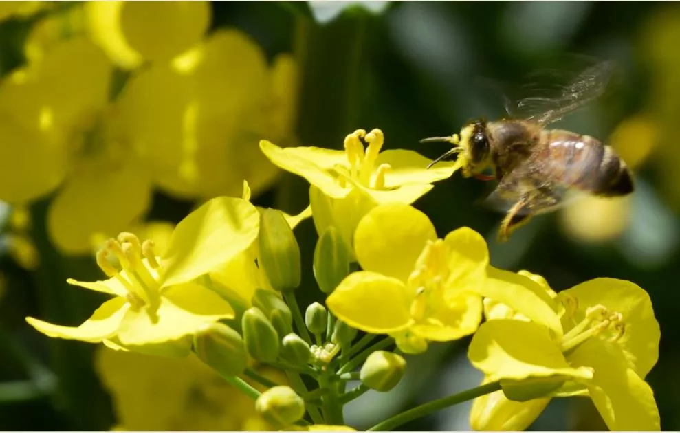 EURALIS Bienenpatenschaft