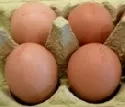Eier aus Bodenhaltung