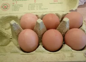 Eierproduktion Sachsen