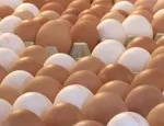 Eierproduktion 