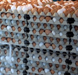 Eierproduktion in Bayern 2016