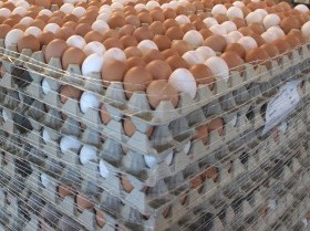 Eierproduktion in Brandenburg 2016