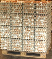 Eierproduktion in Sachsen-Anhalt