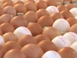 Eierproduktion in Sachsen