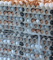 Eierzeugung in Thüringen