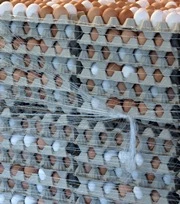 Eierzeugung in Thringen