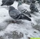 Ein Falke gegen Tausende Tauben: Stdte setzen auf natrliche Feinde 