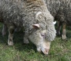 Ein Viertel aller Schafe wird in Brandenburg kologisch gehalten