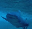 Ein Viertel der Haie und Rochen im Atlantik vom Aussterben bedroht