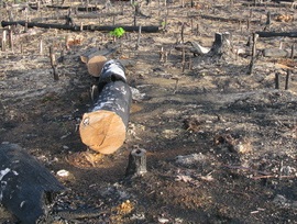 Entwaldung